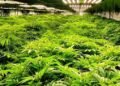 Gqeberha welcomes Medigrow’s R1bn cannabis project