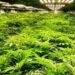 Gqeberha welcomes Medigrow’s R1bn cannabis project