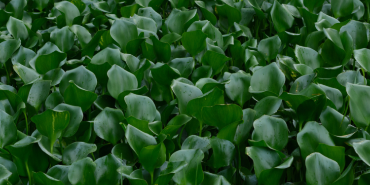 Rand Water And The Centre for Biological Control Tackle Invasive Species