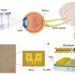 Synaptic device array integrates sensing, memory, and processing for artificial vision