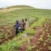 World Bank Initiative Revitalizes 160,000 Hectares for Nigerian Agriculture