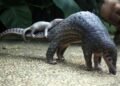 World Pangolin Day: Nigeria’s wildlife, economy threatened by poaching – EnviroNews