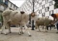 Algeria to Import 1 Million Sheep to Curb Eid al-Adha Price Surge
