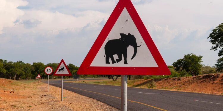 Botswana’s Elephant Hunting Industry Is Controversial to Some and a Lifeline to Others