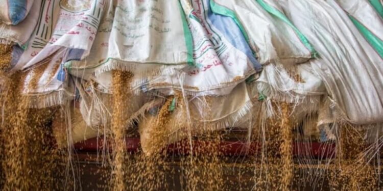 Ethiopia’s Wheat Miracle Faces Scrutiny Amid Discrepancies in Production Figures
