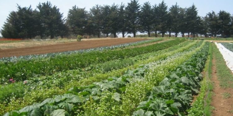 Experts say upscaling organic, agroecology practices key to healthy living – EnviroNews