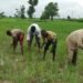 Farmers seek adherence to NiMet’s predictions to avert food insecurity – EnviroNews