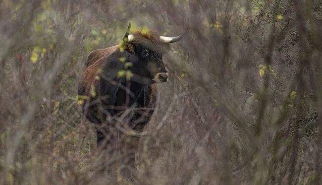 Female aurochs leaves European Serengeti to Slovakia to establish new breeding group – EnviroNews