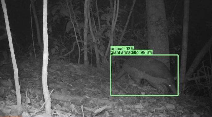 Google releases SpeciesNet, an AI model designed to identify wildlife
