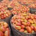 I earn N2.5m annually from tomato farming, says Gombe farmer – EnviroNews
