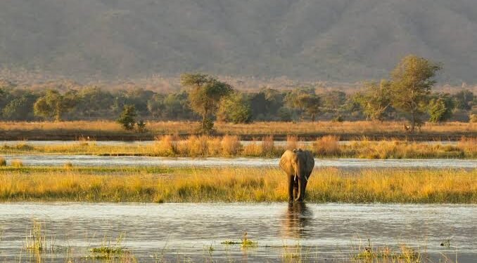 Mana Pools to Undergo Transformation with New Conservation Plan