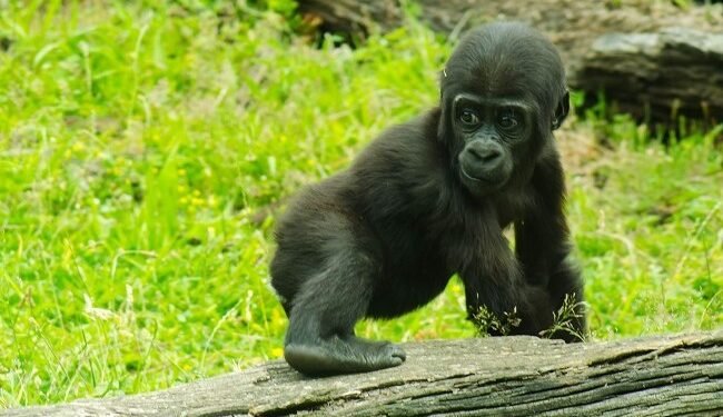 Nigeria, Turkey to ensure safe return of endangered baby gorrilla – EnviroNews