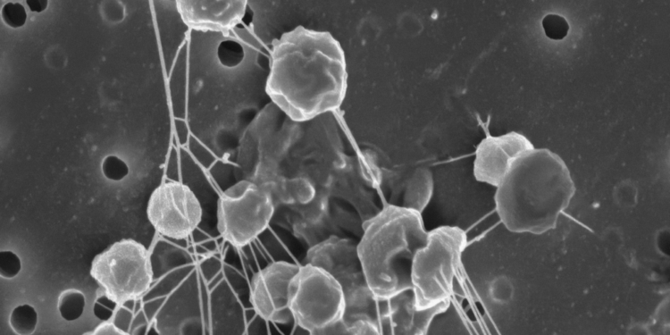 Sanitech and Sensatec Partner to Revolutionise Environmental Remediation in South Africa and Namibia