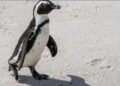 South Africa Moves to Save African Penguins from Extinction