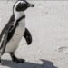 South Africa Moves to Save African Penguins from Extinction