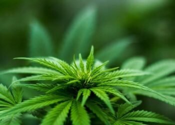 The ripple effects of South Africa’s cannabis food ban on the international stage