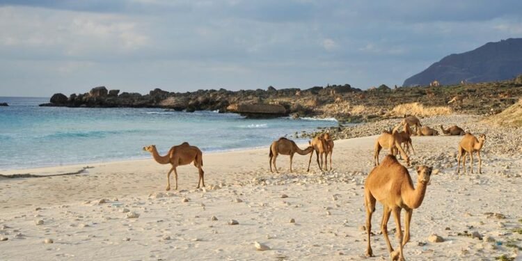 80,000 Italian tourists visit Oman in 2024