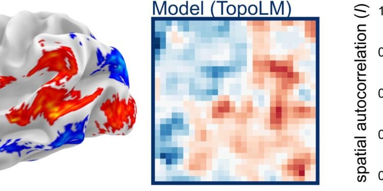 AI model of language in the brain captures both how neurons are arranged and how they function