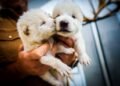 Does Colossal Biosciences’ dire wolf creation justify its $10B+ valuation?