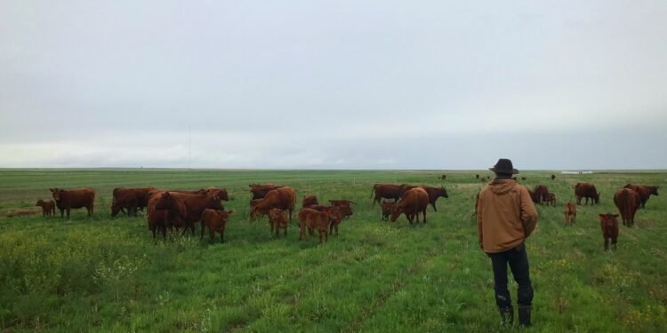 Farmers face frozen jobs and heavier workloads under DOGE ‘efficiency’ budget