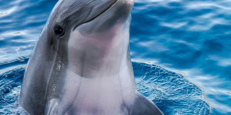 Google AI model understands dolphin chatter