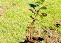 Greening the Future: NCBA’s Bold Journey to 10 Million Trees
