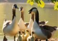 How Geese Family Dynamics is Similar to Humans