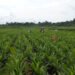 Nigeria’s Agro-Revolution: Construction of Special Agro-Industrial Processing Zones (SAPZ) begins