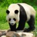 Panda: China shaping national treasure’s future – EnviroNews