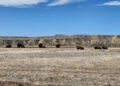 The Eastern Shoshone are reclassifying buffalo as wildlife instead of livestock