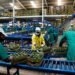 Why Tanzania’s avocados are winning over global markets