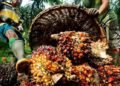African countries that rely on Indonesian palm oil may see price surges amid tax hike