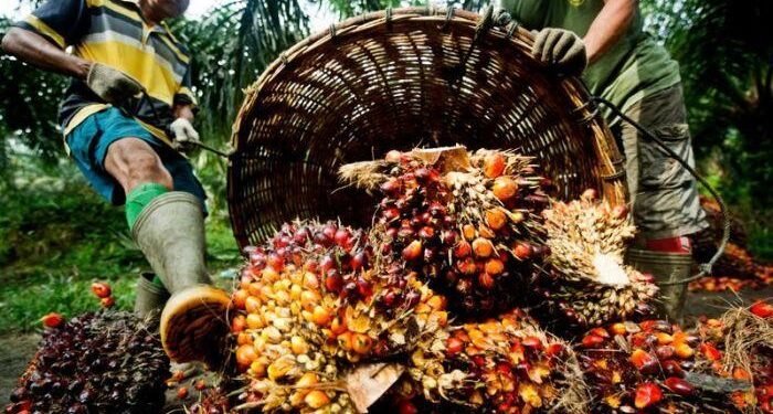 African countries that rely on Indonesian palm oil may see price surges amid tax hike