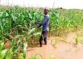 Africa’s $100Bn blueprint to firm up food security systems