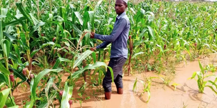 Africa’s $100Bn blueprint to firm up food security systems