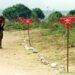 Angola Reports Significant Progress in Clearing Civil War-Era Mines