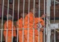 Correctional Services Committee Briefed on Parole of Janusz Walus and the Rapists in Alison Botha Case