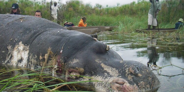 Double threat as anthrax outbreak deepens DRCs insecurity