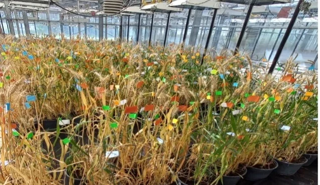 Harnessing CRISPR-Gene Editing to Create Disease-Resistant Crops – ACTS
