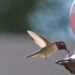 Hummingbirds Are Evolving to Adapt to Life With Humans