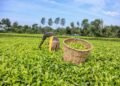 Kenya’s tea export revenue contract on dry weather spell