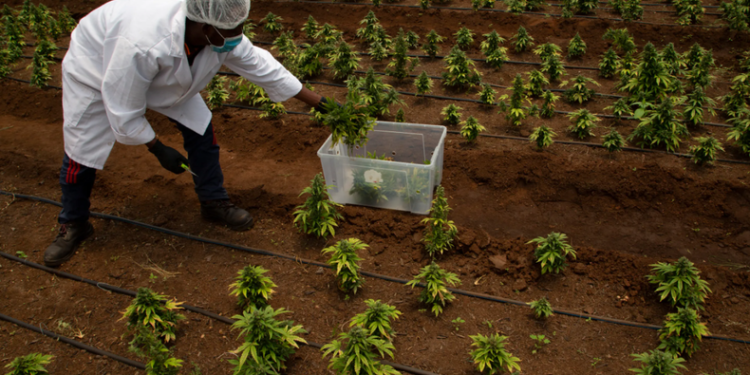 South Africa to revise cannabis food laws amid public backlash