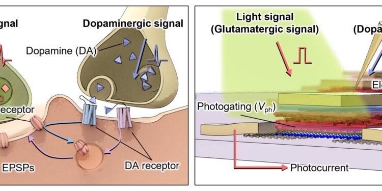 Brain-inspired vision sensor enhances object outline extraction in varying lighting conditions