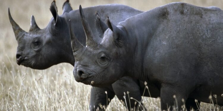 CITES: Countries devise strategies to tackle poaching, trafficking in rhinoceroses – EnviroNews