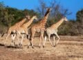 Conservation efforts help rare giraffes recover in Cameroon park – EnviroNews