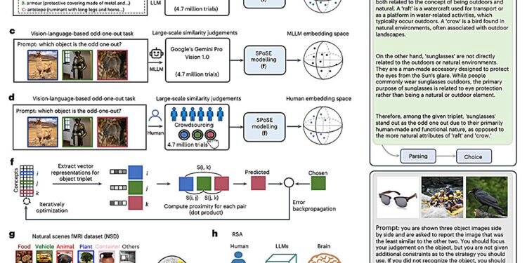 Multimodal LLMs and the human brain create object representations in similar ways, study finds