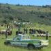 Parliamentary Inquiry Sheds Light on SAPS Strategy and Challenges in Combating Stock Theft