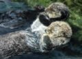 Sea otters to get another chance in Oregon and Northern California
