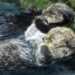 Sea otters to get another chance in Oregon and Northern California