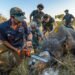 UCT-led study finds dehorning rhinos drastically reduces poaching in key African stronghold